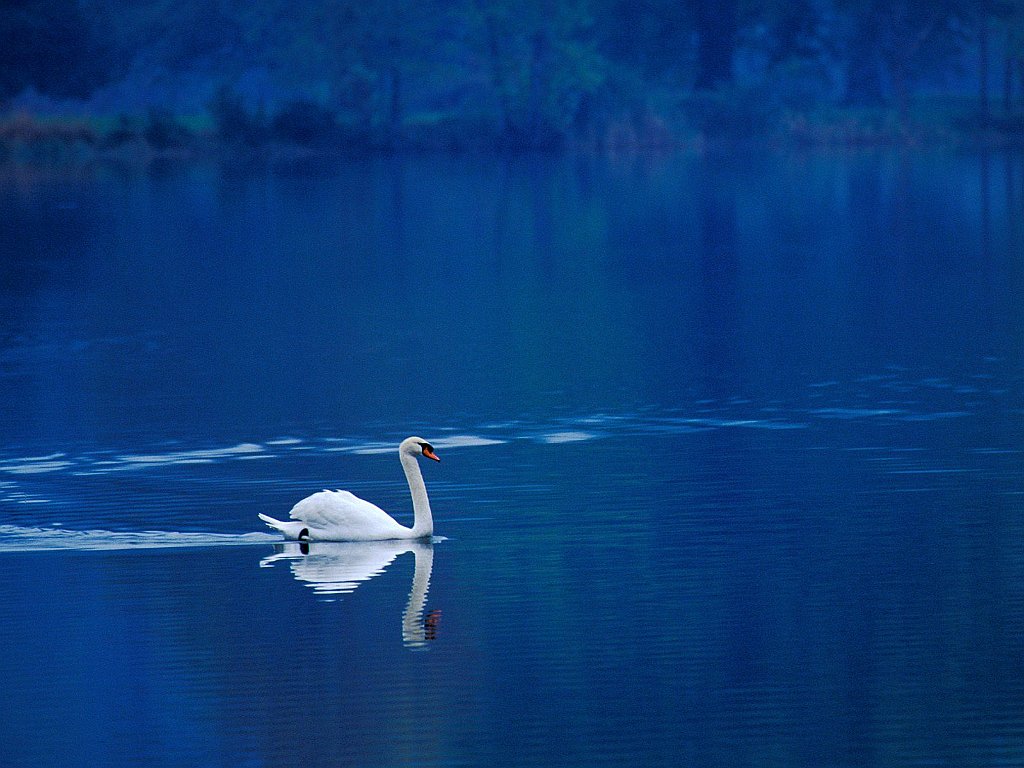 Swan Lake